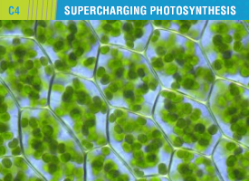 Supercharged Photosynthesis C4 boosts crop yields in short terms and feeds billions of people